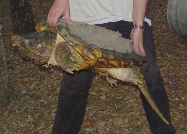 File:Alligator Snapping Turtle2.jpg
