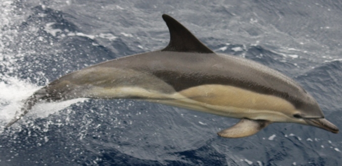 File:Common Dolphin.jpg