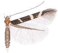 Cosmopterix trifasciella.JPG