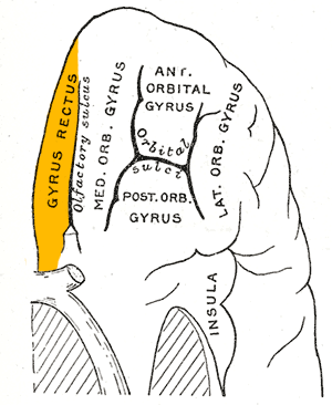 File:Gray729 straight gyrus.png