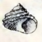 Homalopoma paucicostatum 001.jpg
