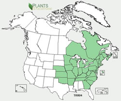 Triosteum aurantiacum range.jpg