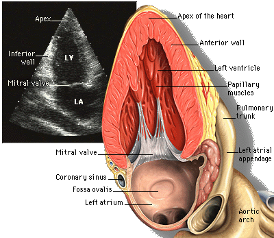 File:Apical2Chamber.png
