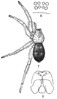 Common Spiders U.S. 006-8 Callilepis imbecilla.png