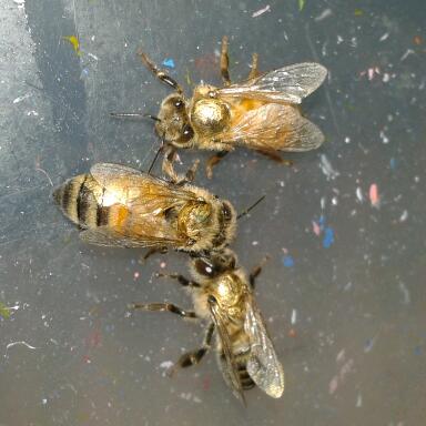 File:Honeybees (Apis mellifera) marked after hatching with colour.jpg