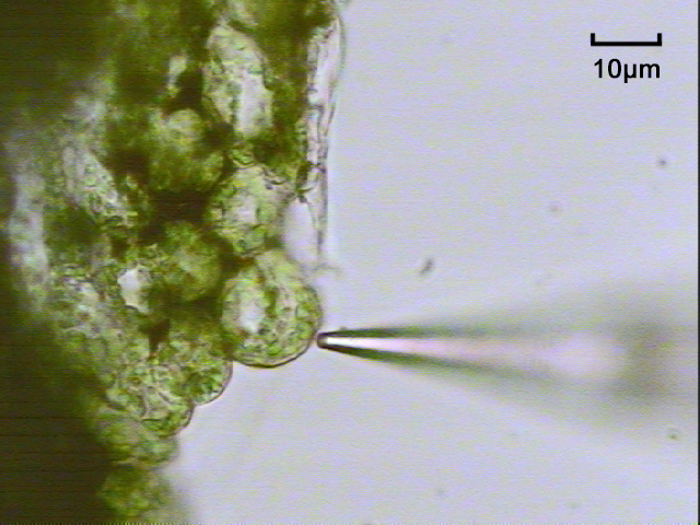 File:Mesophyll cell plant research NMT non-invasive micro-test technology.png