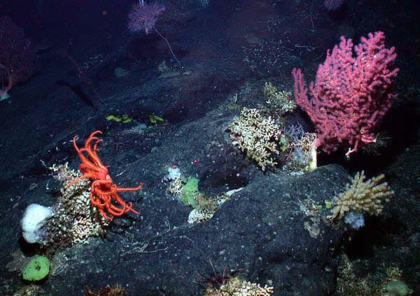 File:New England Seamount community.jpg