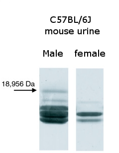 Different banding patterns of proteins from male and female mouse urine resolved by gel electrophoresis
