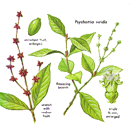 File:Psychotria viridis.gif