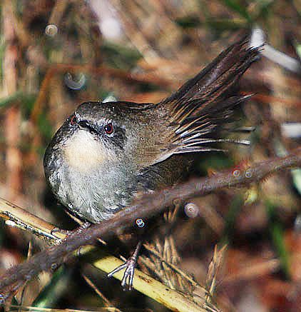 File:Flickr - Rainbirder - Ceylon bush warbler (Bradypterus palliseri) (cropped).jpg