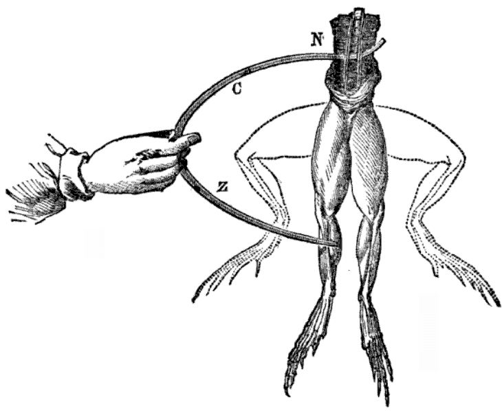 File:Galvani-frogs-legs-electricity.jpg