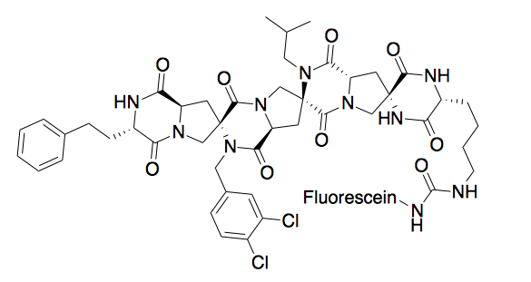 Chemdraw of a Spiroligomer that penetrates cells and binds HDM2