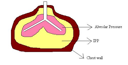File:IPP lungs.jpg