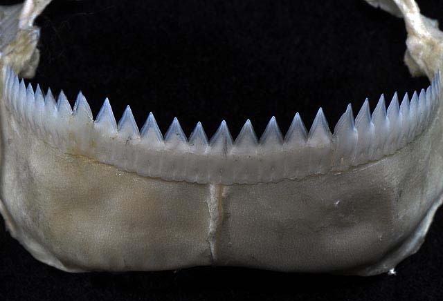 File:Isistius brasiliensis lower teeth.jpg