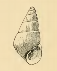 Odostomia mauritiana 001.png