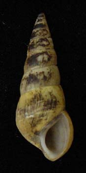 Pleurocera acuta shell.jpg