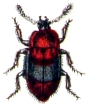 Triphyllus.bicolor.-.calwer.15.35.jpg