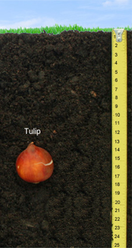 File:Tulip-Bulb-Deapth.jpg