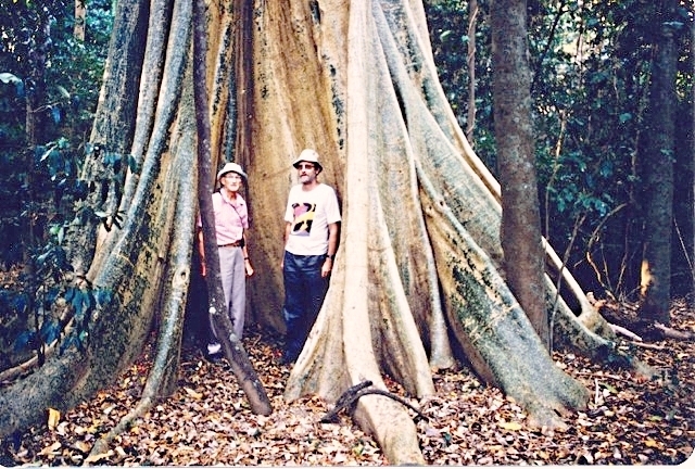 File:Buttress roots. Jensen's Crossing near Cooktown, Australia. 1988.jpg