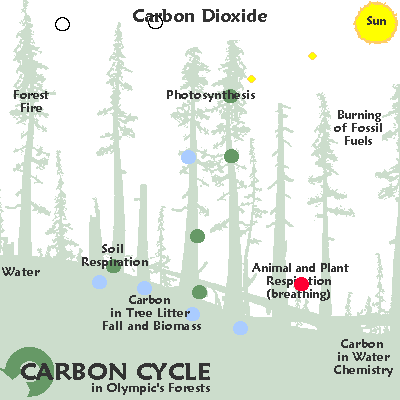File:Carbon Cycle-animated forest.gif