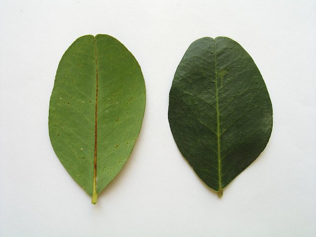 File:Carob tree leaf.JPG