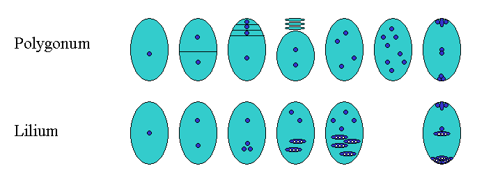 File:Embryosack Polygonum Lilium.png