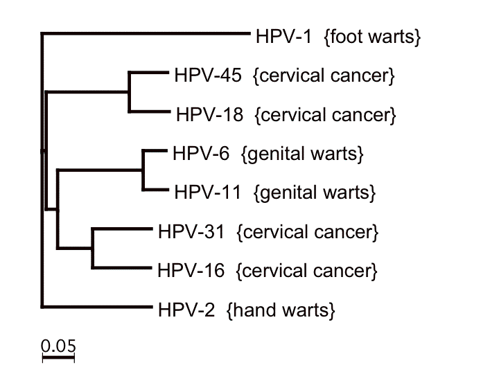 File:HPV tree 1.png