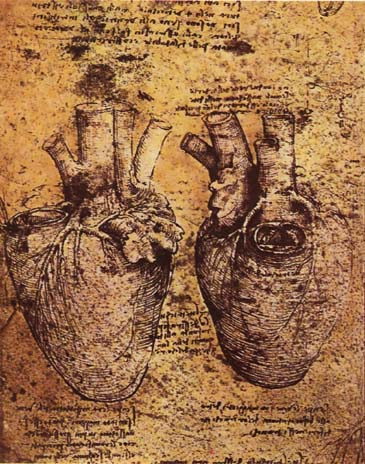 File:Leonardo da vinci, Heart and its Blood Vessels.jpg