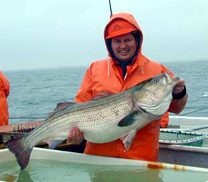 File:Researcher with striped bass.jpg