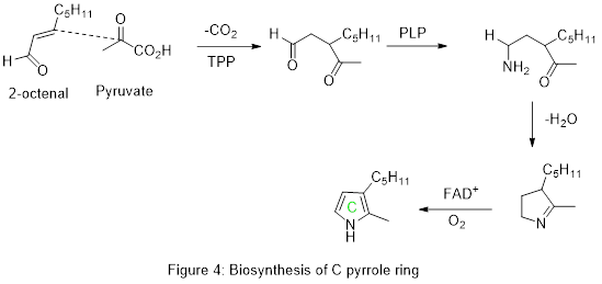 Biosynthesis of pyrrole ring C