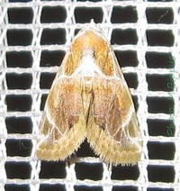 Autoba costimacula ssp. mascarensis.jpg