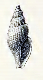 Daphnella thia 001.jpg