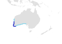 Dwarf Spotted Wobbegong Range.png