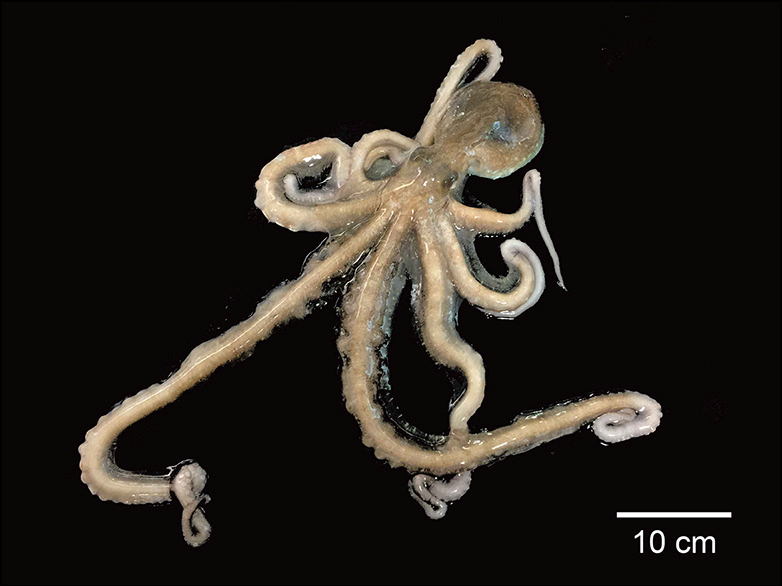 File:Octopus minor with scale.jpg