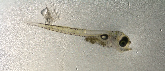 File:Pacific cod larvae.jpg