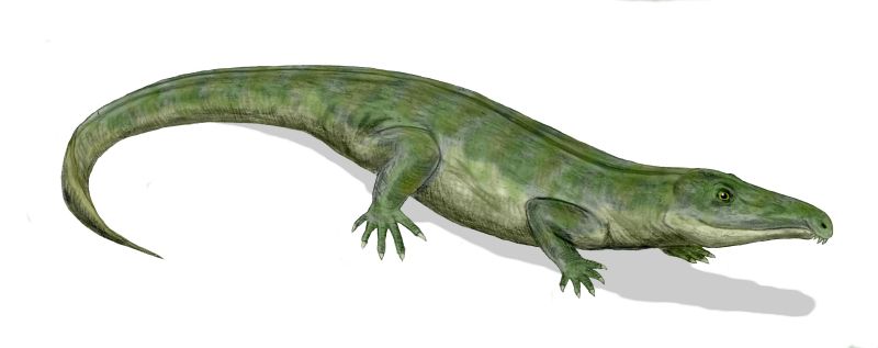 File:Proterosuchus BW.jpg