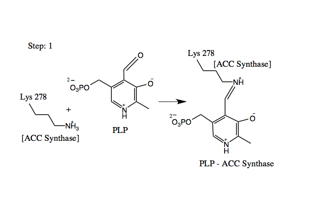 File:Steph 1 of ACS mechanism.png