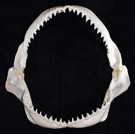 File:Carcharhinus albimarginatus jaws.jpg