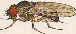 File:Drosophila pseudoobscura-Male.png