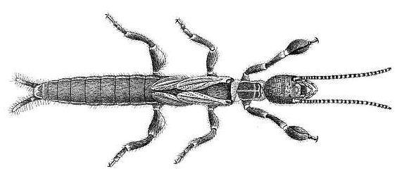 File:Embia major hor.png