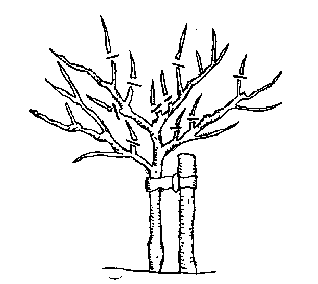 File:Pruningyear4.png