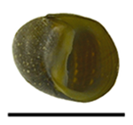Clithon lentiginosum shell.png
