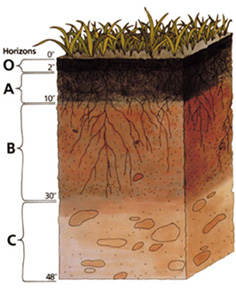 File:Soil profile.jpg