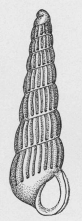 Turbonilla heilprini 001.png