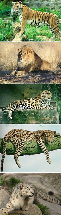 Images of the members of the genus Panthera, from top to bottom: the tiger, the lion, the jaguar, the leopard, and the snow leopard.