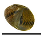 Clithon mertonianum shell.png