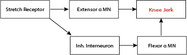 Simple Reflex Flowchart.jpg