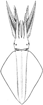 Thysanoteuthis rhombus (Naef).jpg
