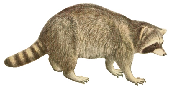 File:Wild animals of North America, intimate studies of big and little creatures of the mammal kingdom (Page 410) (white background).jpg