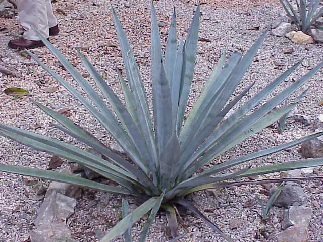 File:Agave tequilana0.jpg